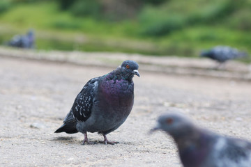 Obraz premium pigeons in the square