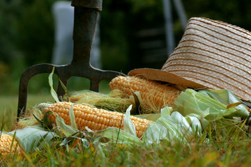 corn cob hat nature © alexkich
