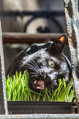 schwarze Psycho Katze