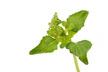 Basil plant (vegetable)