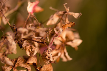 Dried plant