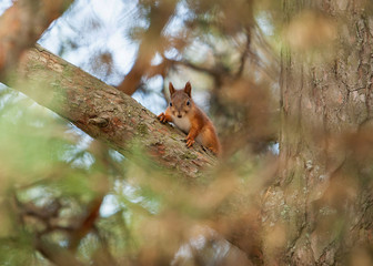 Naklejka na ściany i meble Wild animal. Red squirrel in autumn park