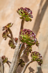 mediterraner Hauswurz