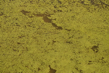 duckweed on the lake