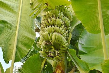 Obraz premium banana on the branch in backyard garden