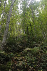 Bosques de castaños típicos de Les Guilleries, Cataluña
