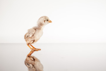 one chick alone