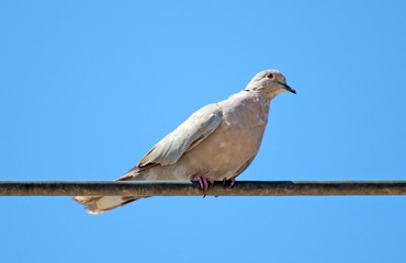 Eurasian Collared Dove sitting on a wire.