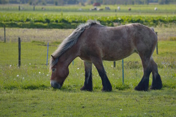 Belgisches Kaltblut