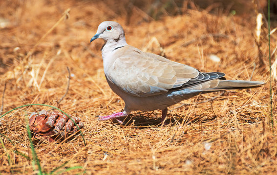 Eurasian Collared Dove walking in the forest.