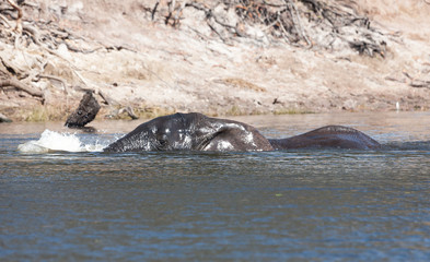 elephant crossing a river