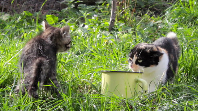 cat fight for food/quarrels with kitten adult cat for food on the grass