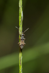 Assassin bug