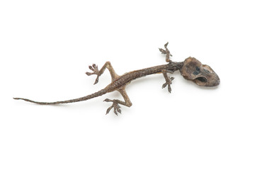 dead lizard