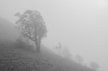 Fototapeta na wymiar black and white landscape with tree