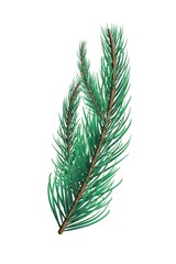 Green fir tree branch