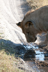 Lioness in Botswana