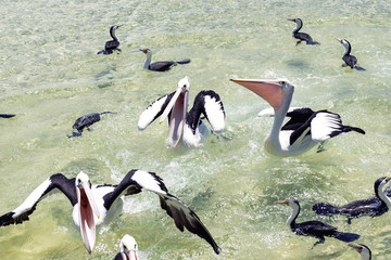 Fototapeta premium Pelicans feeding in the water during the day at Tangalooma Island in Queensland on the west side of Moreton Island.