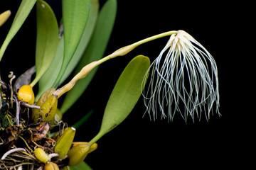 Thailand forest orchid flower, The Medusa's Bulbophyllum (Bulbop