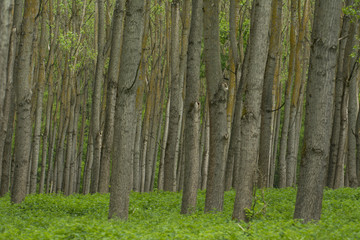 beautiful green forest