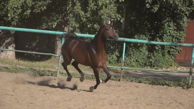 Prancing horse on the sand slow motion video