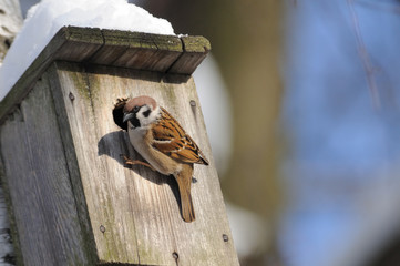 At winter finishing Tree Sparrow investigates possible nest faci - 93980715