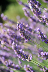 Lavande 