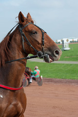 tête de cheval de course © compagnie-17