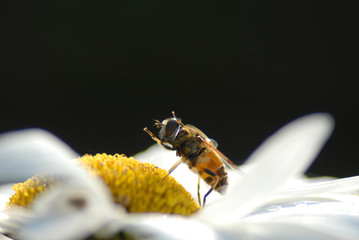 Abeille sur marguerite