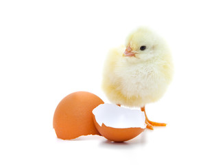 Cute little chick. All on white background