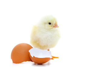 Cute little chick. All on white background