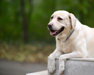 Labrador retriever portrait
