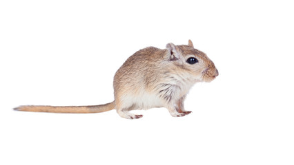 Profile of a funny gergil