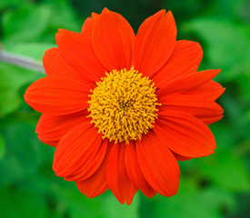  Red flowers , clipping path included