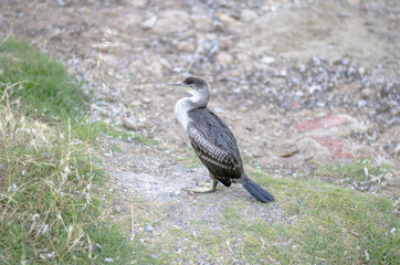 Balearic shearwater, bird, Puffinus mauretanicus, autochthonous.