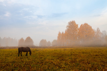 Morning landscape at autumn