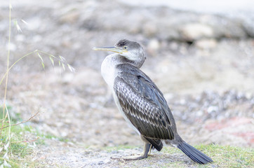 Balearic shearwater, bird, Puffinus mauretanicus