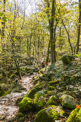 Lavertezzo, Dorf, Valle Verzasca, Verzascatal, Kastanienwald, Waldweg, Wanderweg, Moos, Herbstlaub, herbstlich, Herbst, Tessin, Schweiz