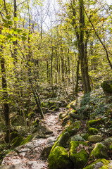 Fototapeta premium Lavertezza, Dorf, Verzascatal, Valle Verzasca, Wanderweg, Waldweg, Kastanienwald, Kastanienbäume, Herbstfarben, Herbst, Tessin, Schweiz