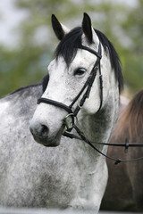  Head shot of a purebred gray horse rural scene