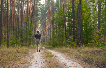Obraz premium Lonely hiker on an earth road to evening pine forest