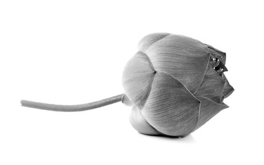 black lotus on white background