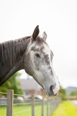 Grey Horse in a Paddock