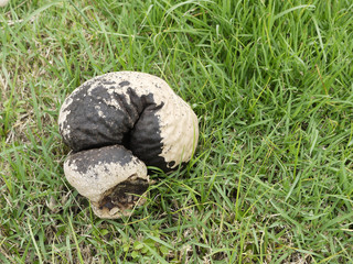 Mushroom in the grass