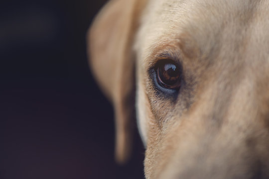 Close up of labrador retriever dog eye