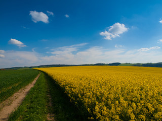 Rape plant field and country road on summer day