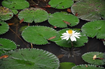 lotus pond in Kuala Lumpur Lake Garden