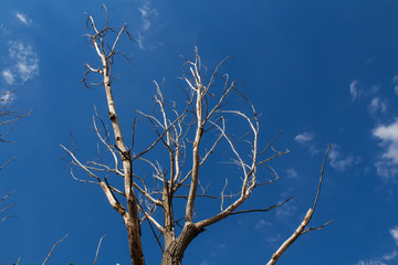 Dry Tree and Sky