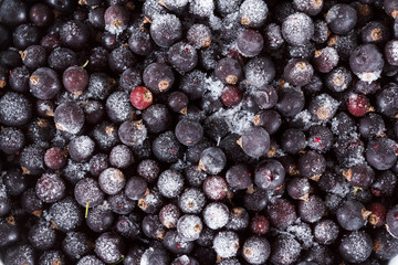 Black currant background, covered with ice and snow