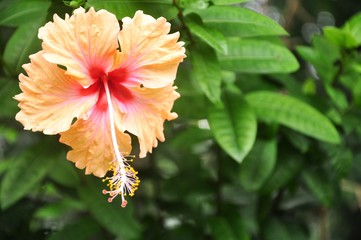 hibiscus flower blossoms in the park